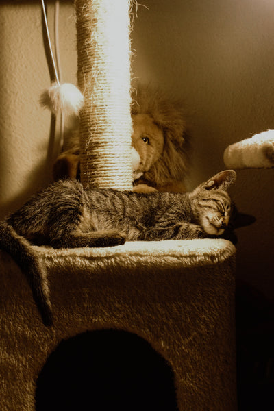 Cat Beds & Play Towers