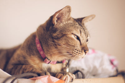 Cat Bowls & Treats