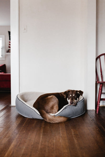 Dog Beds