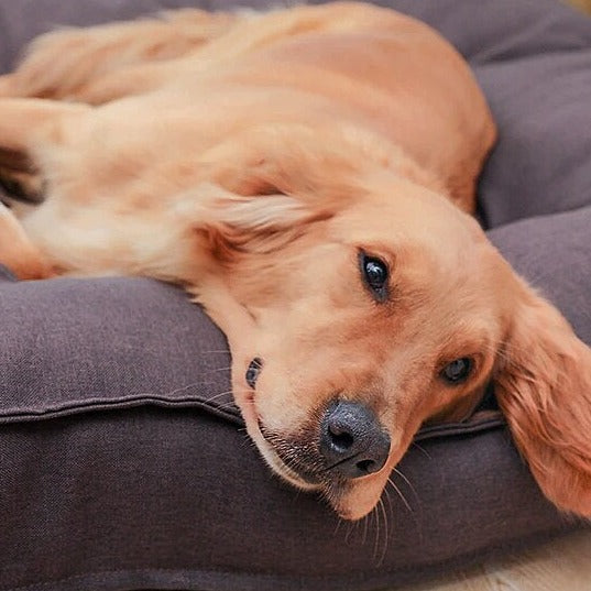 Warm Soft Large Puppy Bed